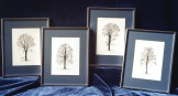 Studies of Trees: Click to enlarge